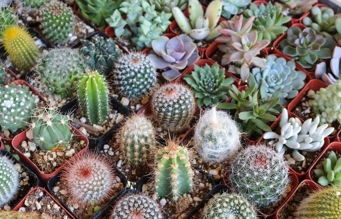 hoa xương rồng Hoa xương rồng đá khá phổ biến và được nhiều người yêu thích