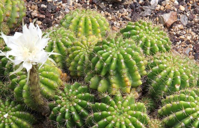 hoa xương rồng Hoa xương rồng bí xanh có kích thước lên đến 10cm