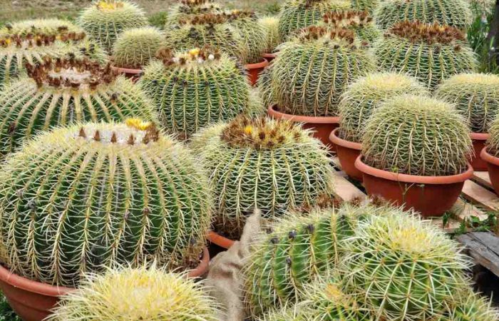 hoa xương rồng Xương rồng kim hổ có hoa dạng phễu độc đáo