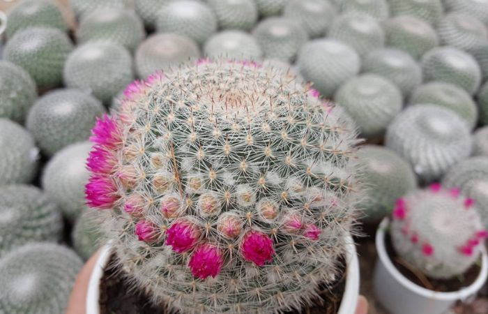 hoa xương rồng Hoa xương rồng bánh sinh nhật có đặc điểm lâu tàn