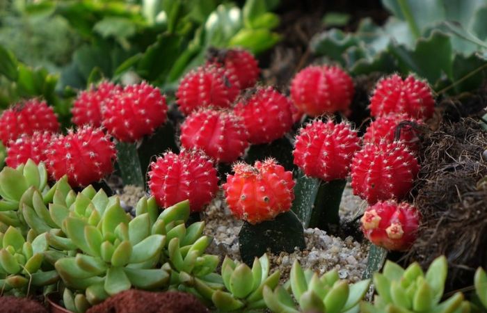 hoa xương rồng Hoa của cây xương rồng hồng ngọc rất thu hút