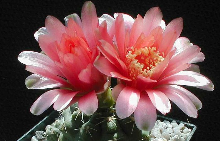 hoa xương rồng Hoa xương rồng thần long xinh đẹp