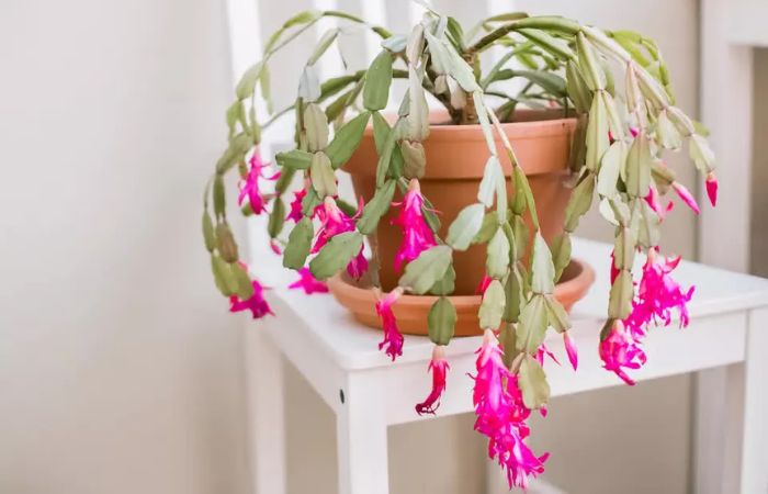 hoa xương rồng Hoa màu tím của cây xương rồng giáng sinh