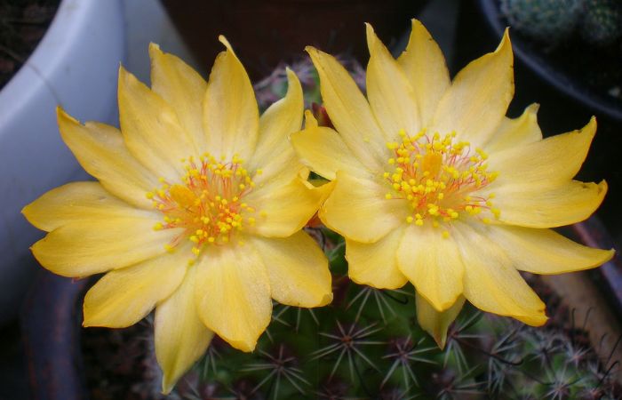 hoa xương rồng Cây xương rồng móc câu ra hoa vào cuối hè và đầu mùa thu