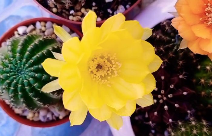 hoa xương rồng Hoa cây xương rồng có màu sắc đa dạng