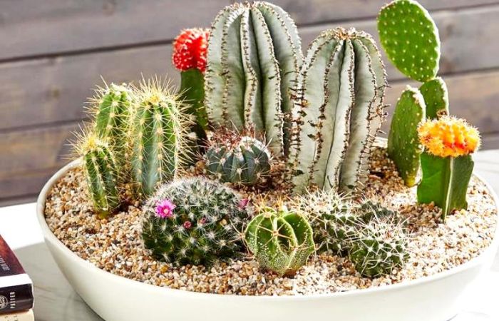 hoa xương rồng Chọn giống xương rồng phù hợp với điều kiện chăm sóc