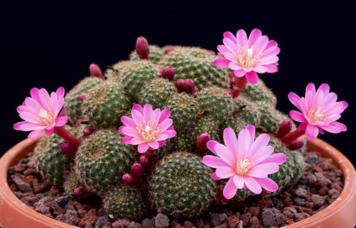 hoa xương rồng Nên chọn chậu có độ nông, sâu tầm 10cm