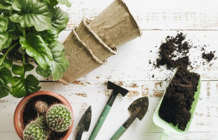 hoa xương rồng Nên bón phân trực tiếp vào đất