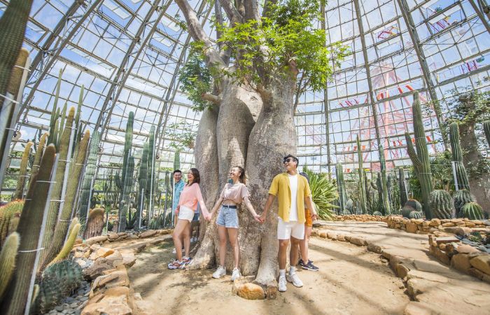 hoa xương rồng Vườn xương rồng tọa lạc ở Đồi vạn hoa của VinWonders Nha Trang