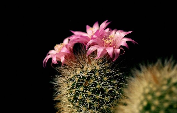 hoa xương rồng Sự tích của hoa xương rồng gắn liền với câu chuyện tình yêu