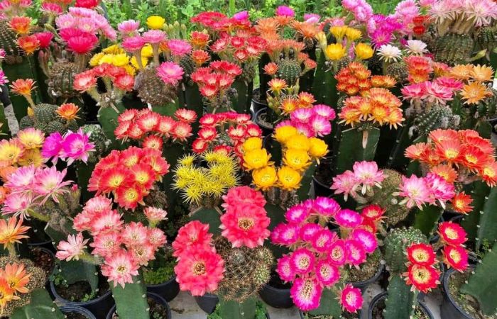 hoa xương rồng Hoa của cây xương rồng đại diện cho sự mạnh mẽ