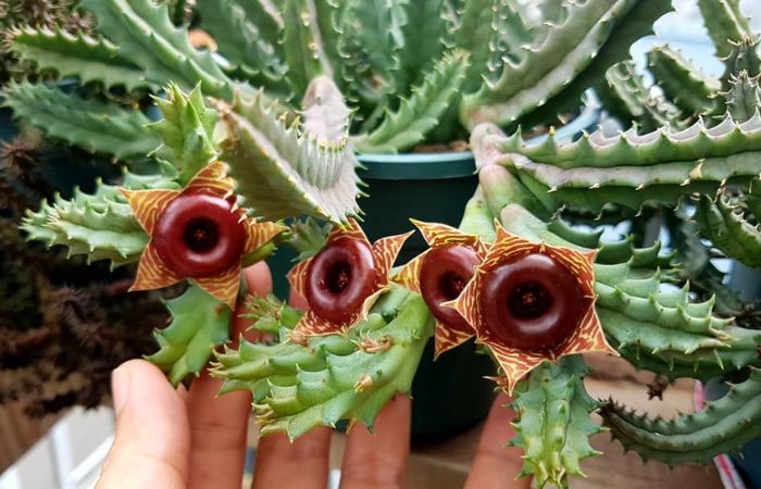 hoa xương rồng Những bông hoa xinh đẹp của xương rồng sao biển