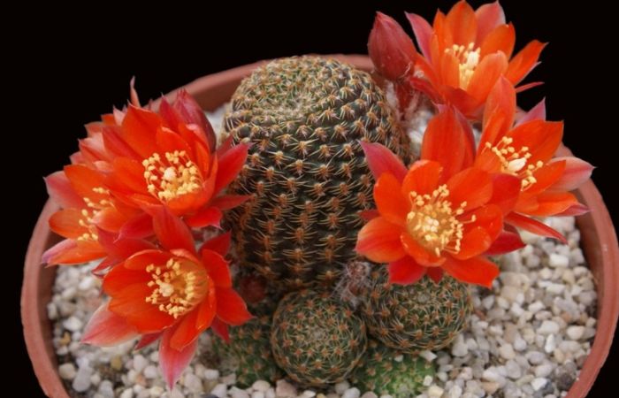 hoa xương rồng Hoa của cây xương rồng Gymno có màu sắc rực rỡ