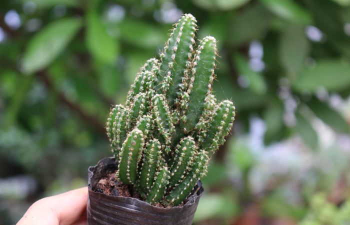 hoa xương rồng Hình ảnh xương rồng Thanh Sơn