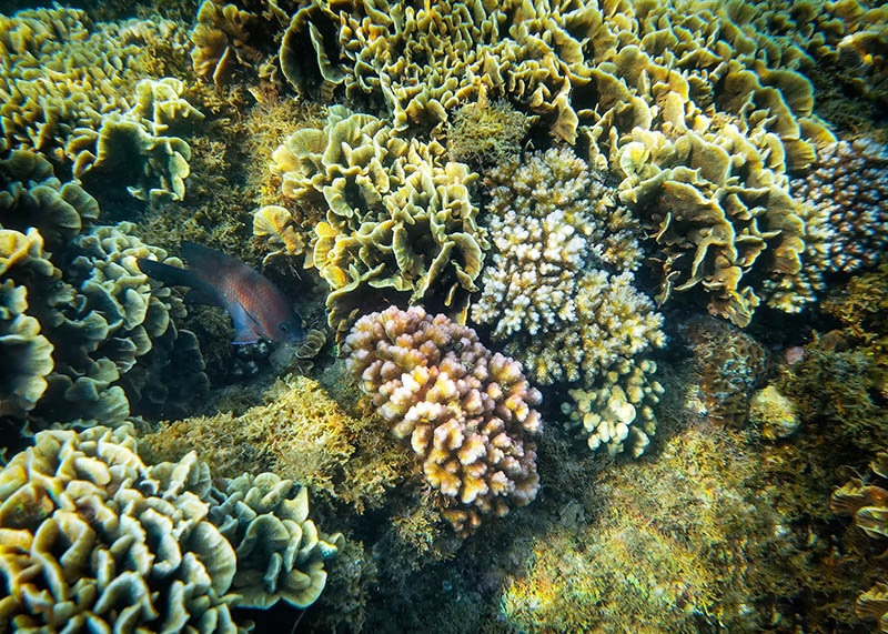 Hòn Chảo Huế Qua kính lặn, du khách sẽ được chiêm ngưỡng vẻ đẹp của những rặng san hô