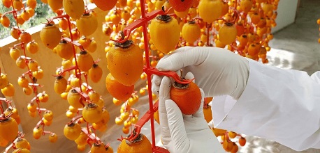 Hồng treo gió Đà Lạt – Giá, địa chỉ mua và gợi ý các vườn tham quan