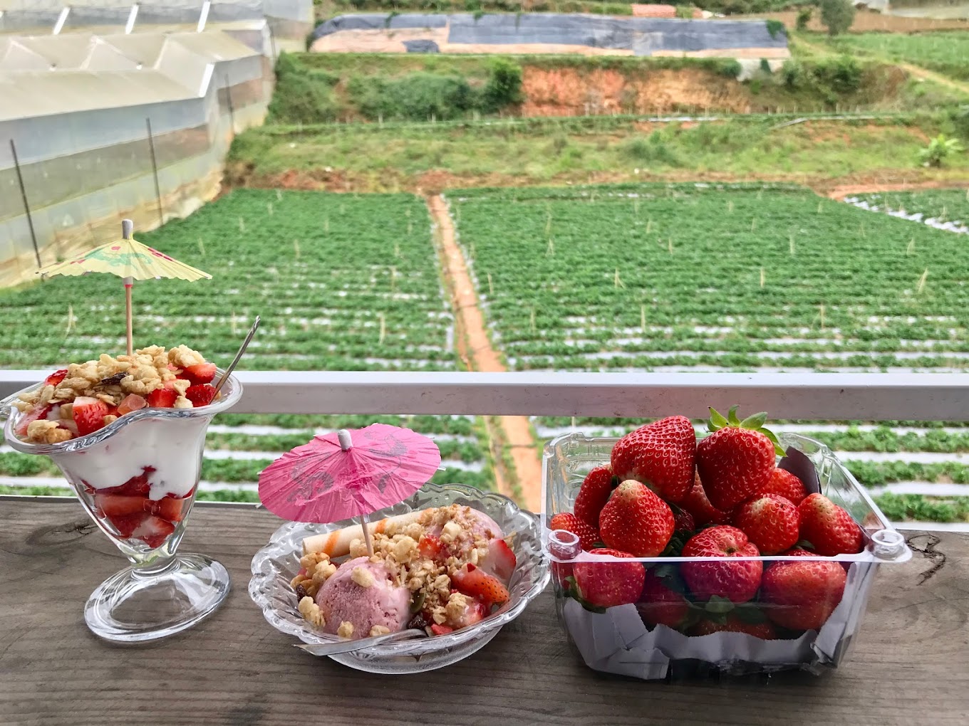 Kem Đà Lạt Thưởng kem Đà Lạt, kết hợp hái dâu và ngắm hoa tại quán kem Dâu Cúc Họa Mi