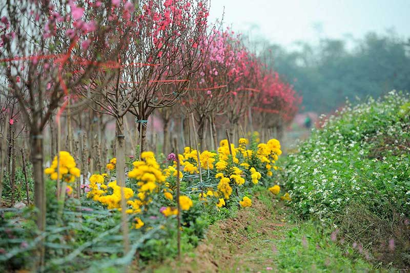 Vườn hoa Nhật Tân Hà Nội vào mùa xuân 