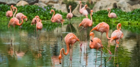 Khám phá 16 khu bảo tồn động vật độc đáo trên thế giới và ở Việt Nam