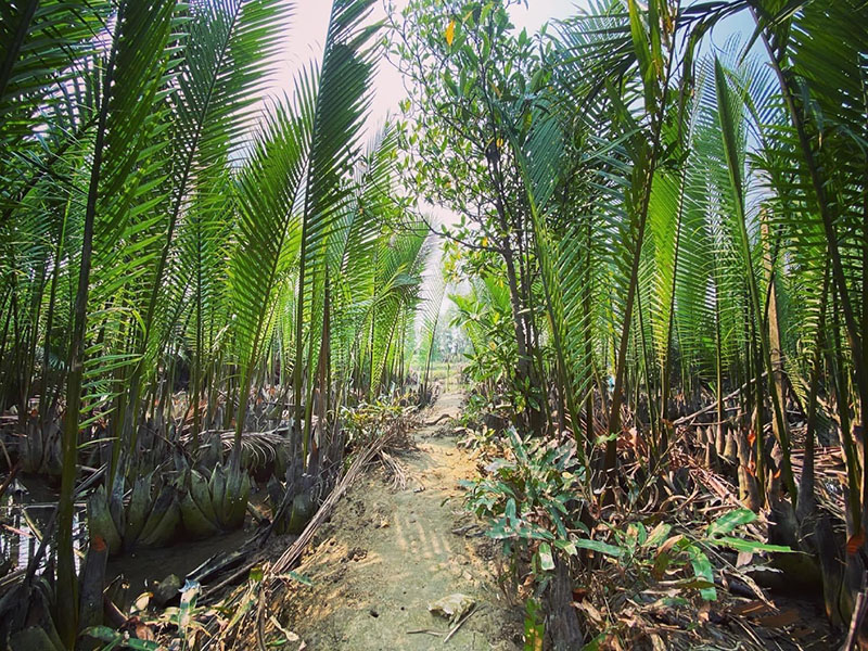 Những rặng dừa nước nguyên sinh tại khu sinh thái Thuận Tình