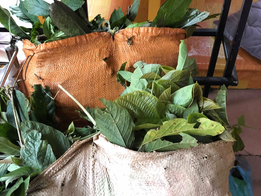 Tắm lá Dao đỏ Sa Pa Lá thuốc tắm Dao đỏ