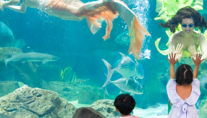 Vinpearl Aquarium tại Times City