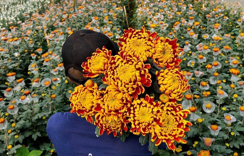 Những ruộng hoa nở rộ được nhiều du khách lựa chọn để “sống ảo”