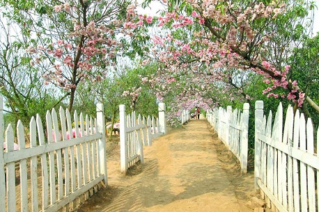 Làng hoa Nhật Tân – tọa độ sống ảo “0 ĐỒNG” siêu HOT ở Hà Nội