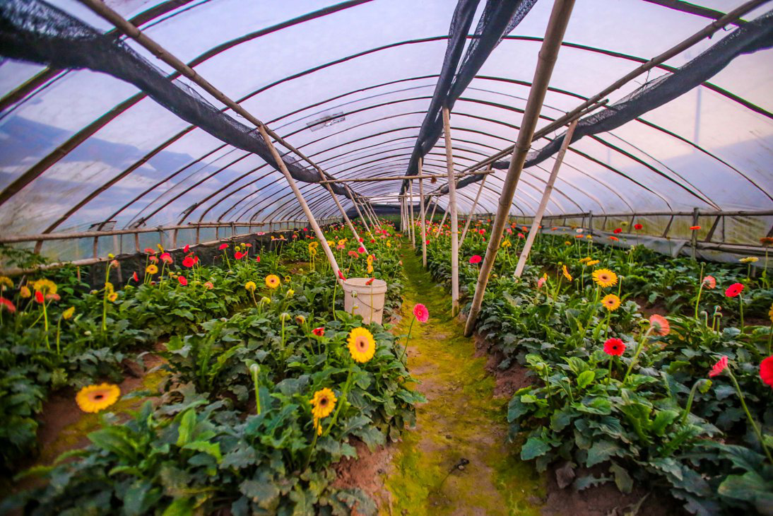 Làng hoa Tây Tựu - tọa độ “sống ảo” quen thuộc của hội mê chụp choẹt tại Thủ đô