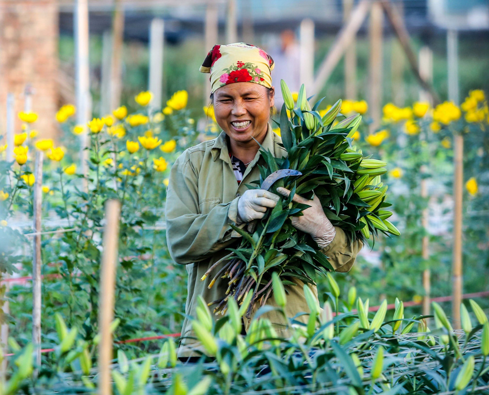 Đây là làng hoa trồng và cung cấp hoa tươi cho khu vực nội thành