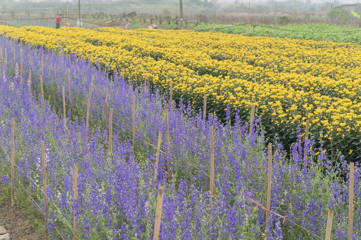 Bạn cần lưu ý một số vấn đề khi tham quan làng hoa này