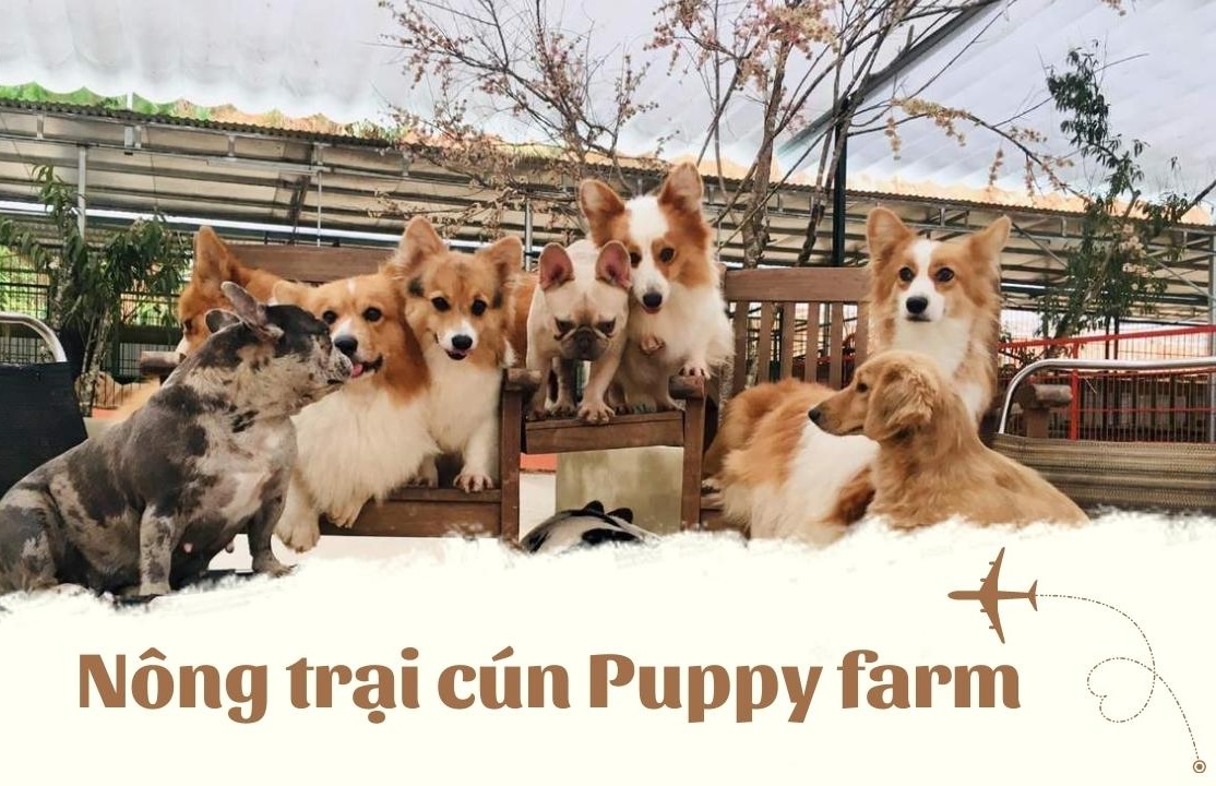Nông trại cún Puppy Farm là nơi du khách được giao lưu với những chú cún đáng yêu