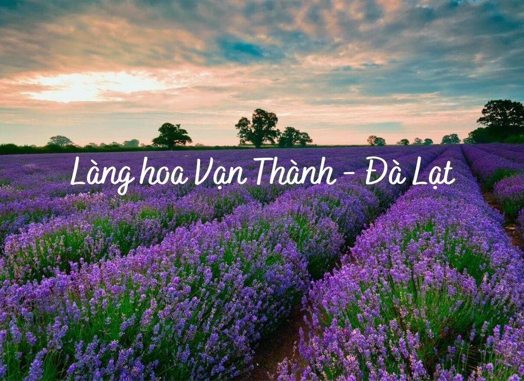 Khung cảnh thơ mộng tại làng hoa Vạn Thành Đà Lạt, điểm đến độc đáo và lý tưởng cho những người yêu hoa