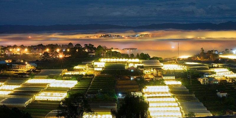 Làng hoa Vạn Thành lung linh với sắc hoa đa dạng trong ánh đèn lấp lánh, tạo nên một khung cảnh tuyệt đẹp trong đêm