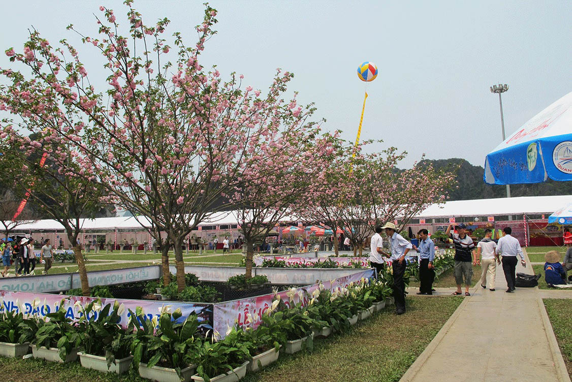 Lễ hội Hạ Long Lễ hội Hoa anh đào là một trong những lễ hội Hạ Long có quy mô lớn