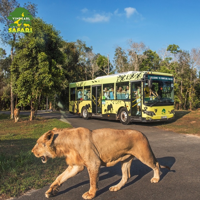 Đến Vinpearl Safari Phú Quốc và trải nghiệm chuyến xe “nhốt người thả thú” độc đáo