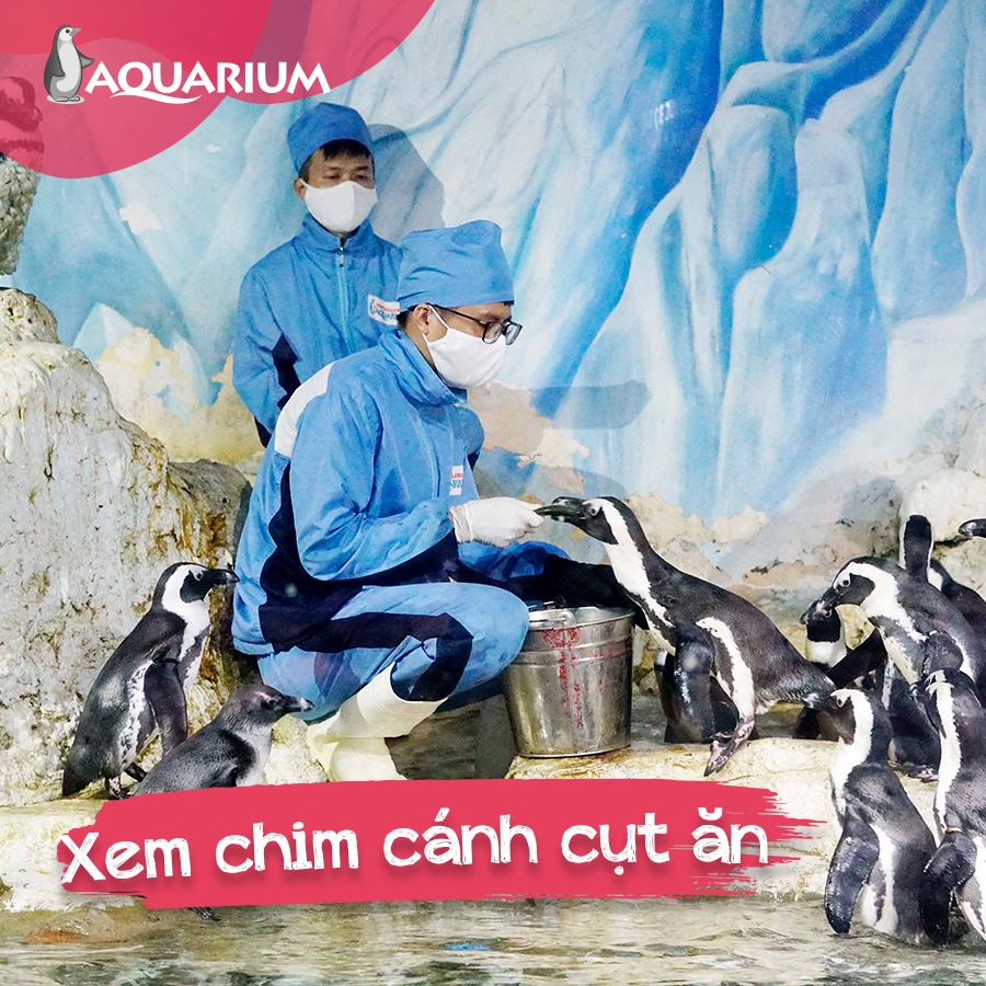 Ngắm nhìn những người bạn chim cánh cụt đáng yêu được cho ăn 