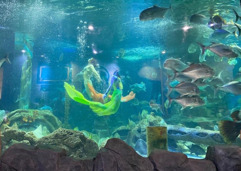 Chiêm ngưỡng vẻ đẹp như bước ra từ cổ tích của các mỹ nhân ngư 