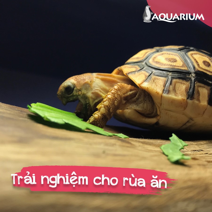 Chăm sóc những chú rùa với trải nghiệm “Cho rùa ăn” 