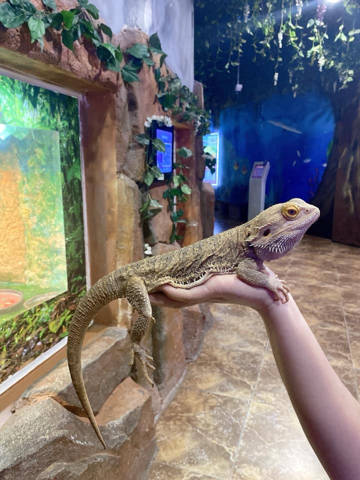 Bạn sẽ được tiếp xúc với các loài bò sát kỳ lạ trong tâm trạng hồi hộp xen lẫn thích thú 