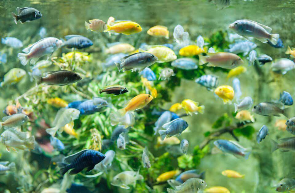 Chiêm ngưỡng những loài cá rực rỡ sắc màu