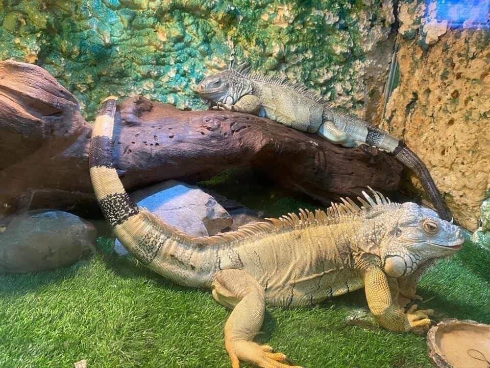 Chiêm ngưỡng loài rồng Nam Mỹ với hình thù độc lạ