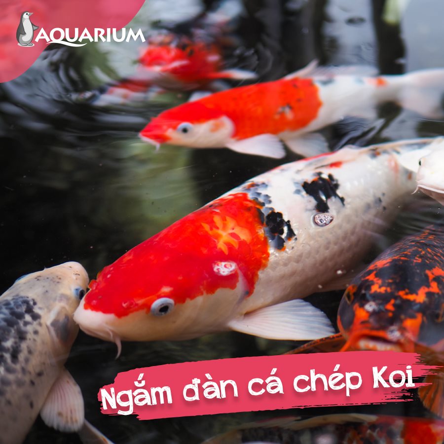 Những đàn cá Koi đầy màu sắc, là một trong những loài cá biểu tượng của sự may mắn, kiên trì 