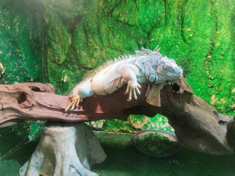 Cùng tìm hiểu về đặc tính, ngoại hình của một số loài bò sát 