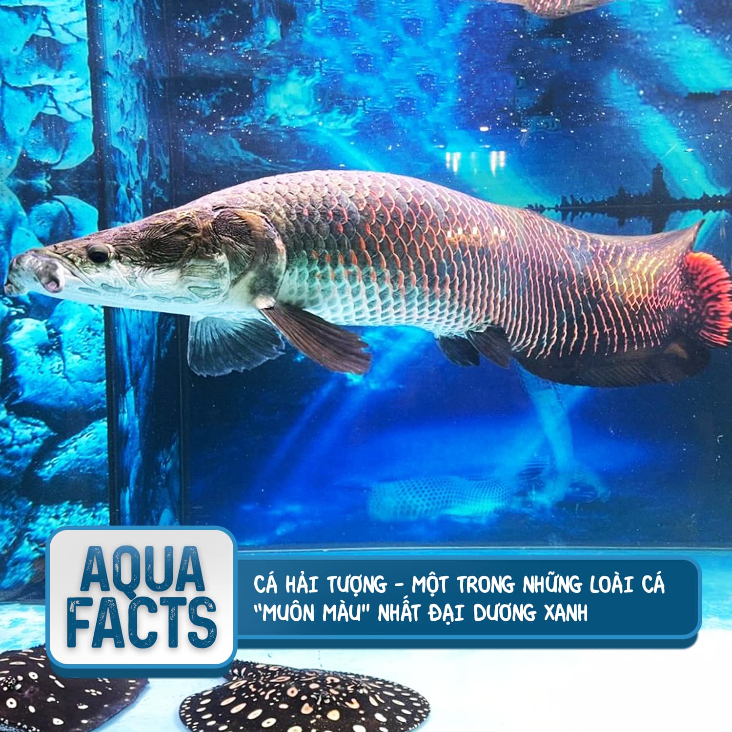 Cá hải tượng, một trong những loài cá thú vị của thế giới tự nhiên