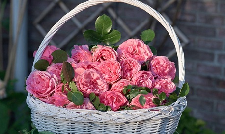 Lời chúc 20/10 cho vợ tình cảm, hài hước, hay & ý nghĩa nhất 2025