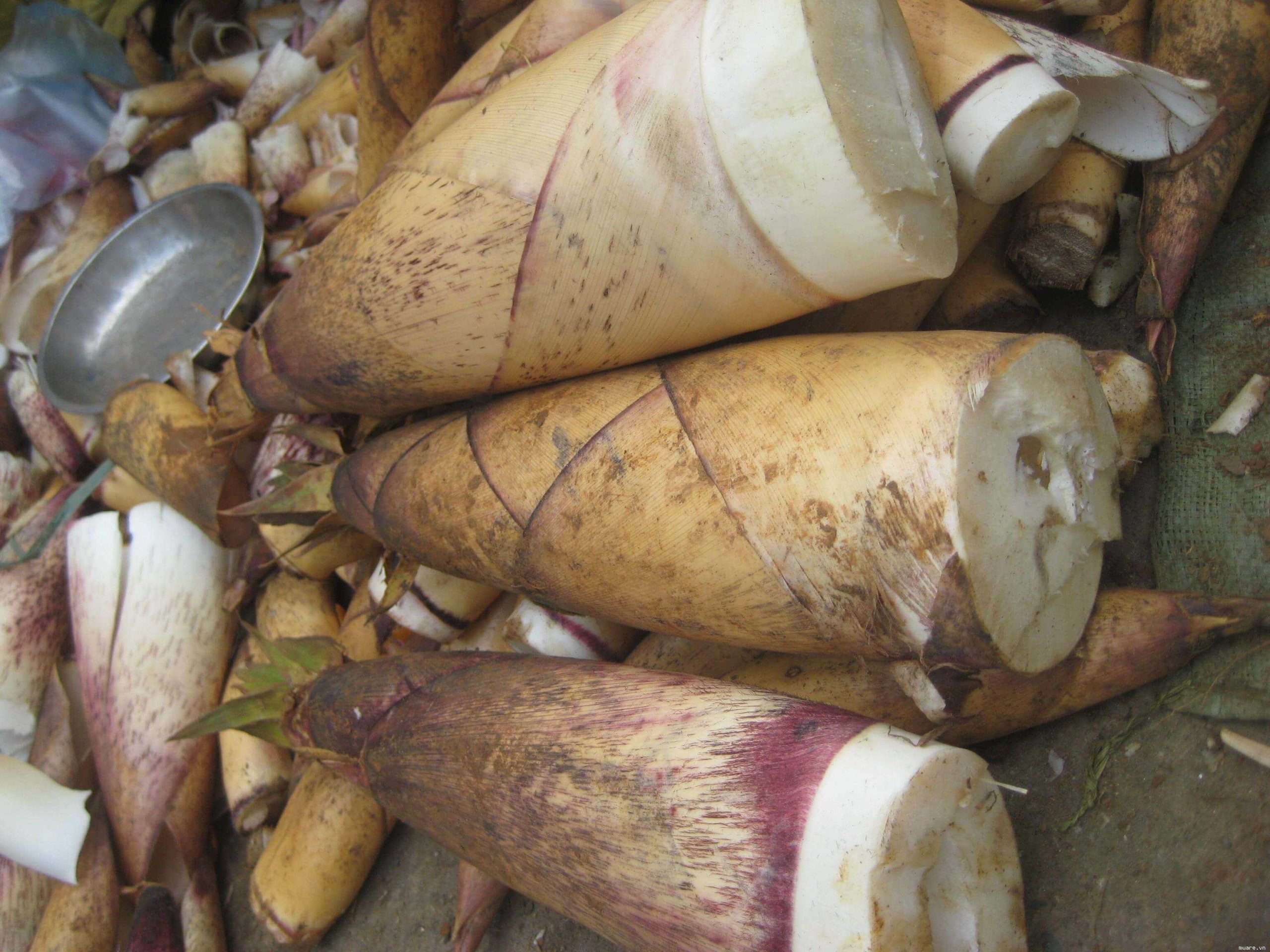 Đặc sản Thanh Hóa Măng đắng Thanh Hóa