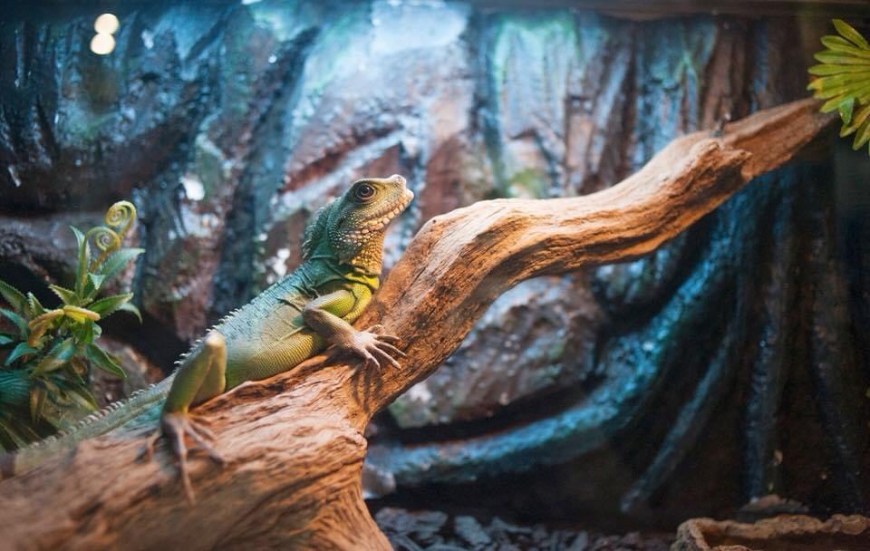 Khu hang động bò sát tại thủy cung Vinpearl Aquarium