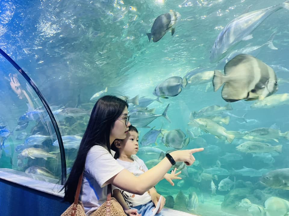Khám phá thế giới đại dương bao la tại thủy cung Vinpearl Aquarium