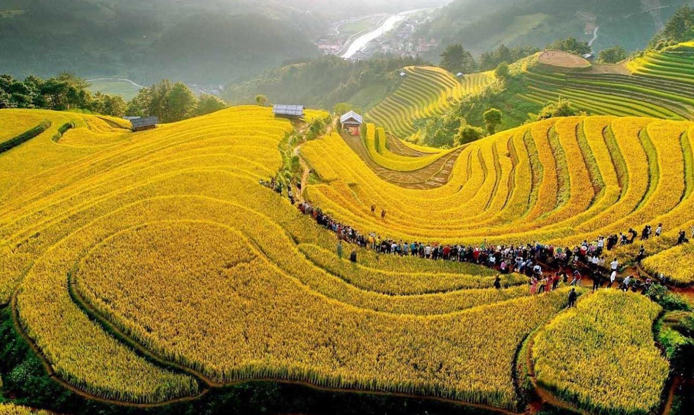Mù Cang Chải mùa lúa chín